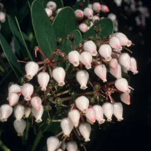 flowers, Arctostaphylos cv. Canyon Sparkles, SBBG Meadow, SBBG cultivar, Plant Introduction Program