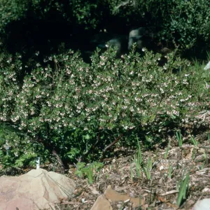 Arctostaphylos cv. White Lanterns, Meadow View, SBBG cultivar, Plant Introduction Program