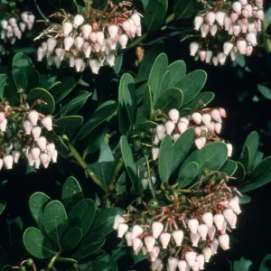 flowers, Arctostaphylos cv. Canyon Sparkles, SBBG cultivar, Plant Introduction Program