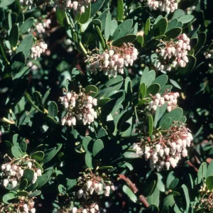 Arctostaphylos cv. Canyon Sparkles, SBBG cultivar, Plant Introduction Program