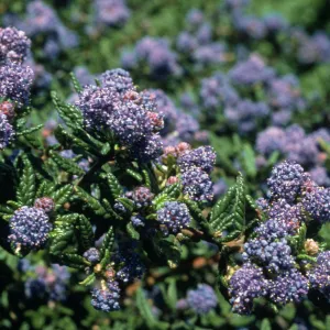Ceanothus cv. Far Horizons, SBBG cultivar, Plant Introduction Program, Porter Trail