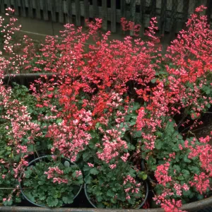 Heuchera cv. Canyon Quartet series (cv. Duet, cv. Belle,cv. Chimes, cv. Melody)