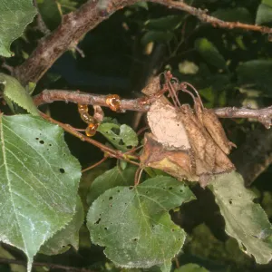 Plant Pests and Diseases, Brown rot, Apricot