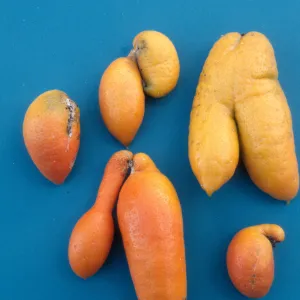 Plant Pests and Diseases, Citrus bud mite, Tangerine