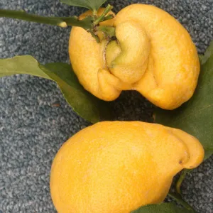 Plant Pests and Diseases, Citrus bud mite, Lemon