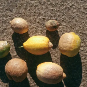 Plant Pests and Diseases, Leather rot, Phytoplittera sp., Lemon, Lime