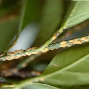 Plant Pests and Diseases, Lecanium scale, Citrus