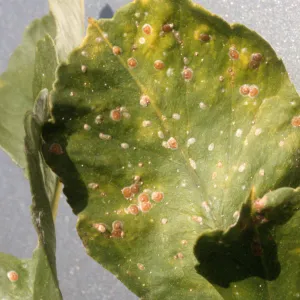 Plant Pests and Diseases, California red scale, Citrus