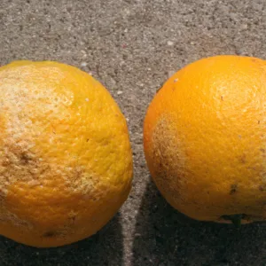 Plant Pests and Diseases, Injury and thrips, Citrus