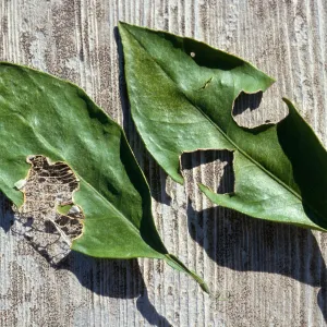 Plant Pests and Diseases, Snail damage, Citrus