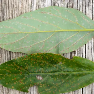 Plant Pests and Diseases, Persea mite, Avocado