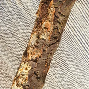 Plant Pests and Diseases, Diplodia canker, Orange