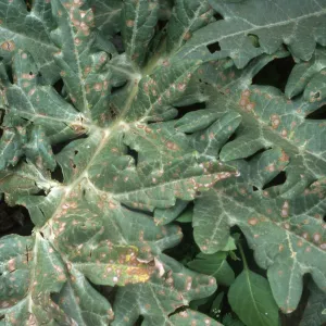Plant Pests and Diseases, Ramularia leafspot, Artichoke