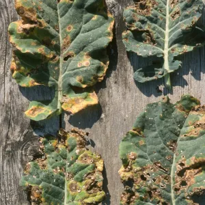 Plant Pests and Diseases, Alternaria, Broccoli