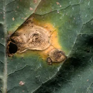 Plant Pests and Diseases, Alternaria, Broccoli