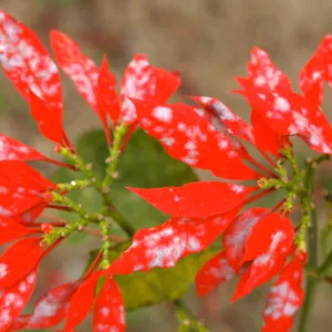 Plant Pests and Diseases, Powdery mildew, Poinsettia
