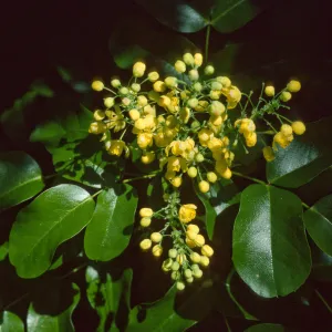 Berberis pinnata insularis