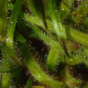 Drosera anglica