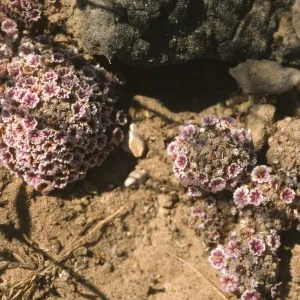 Pholisma arenarium