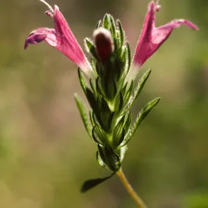 Pogogyne clareana