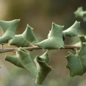 Quercus palmeri