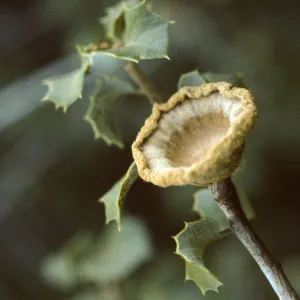 Quercus palmeri