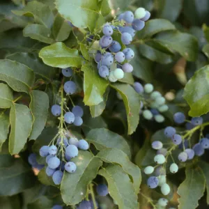 Berberis pinnata insularis