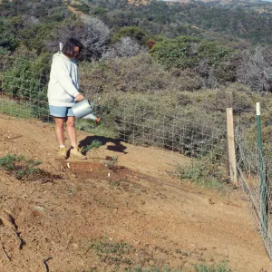 SBBG conservation exclosure on Santa Cruz Island, Rosemina Brown