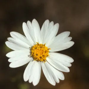 Layia glandulosa