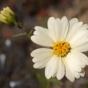 Layia heterotricha