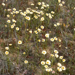 Layia heterotricha