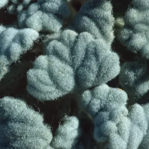 Psathyrotes ramosissima