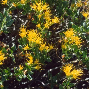 Ericameria cuneata