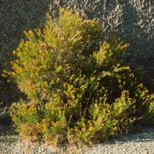 Ericameria cuneata