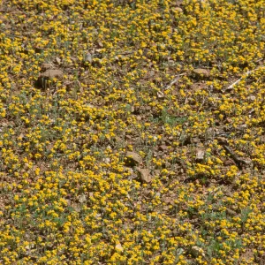 Eriophyllum multicaule