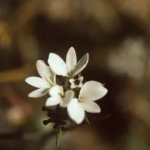 Calycadenia villosa