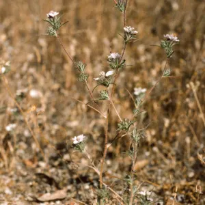 Calycadenia villosa