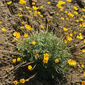 Coreopsis bigilovii
