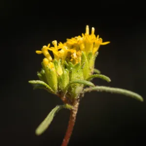 Orochaenactis