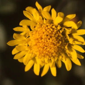 Chaenactis glabriuscula