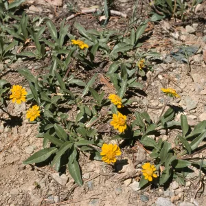 Helianthella californica shastensis