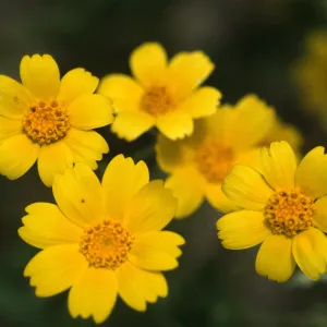 Monolopia major