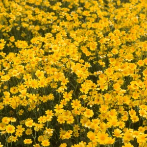 Monolopia major
