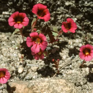 Mimulus torreyi