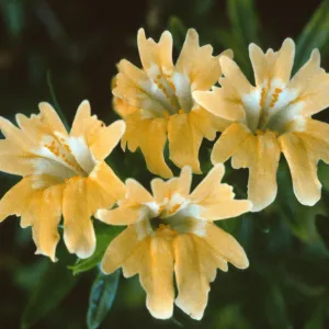 Mimulus bifidus