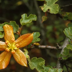 Fremontodendron decumbens