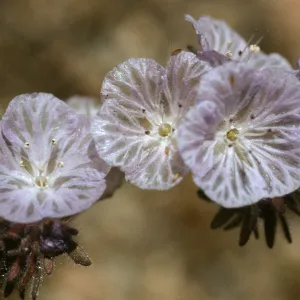 Phacelia