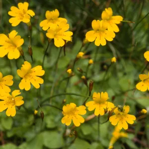 Mimulus primuloides