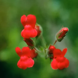 Gambelia flowers
