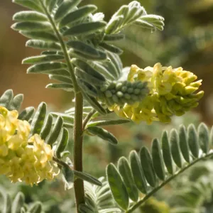 Ventura marsh milkvetch, Astragalus pycnostachyus var. lanosissimus, flowering inflorescence, SBBG conservation, CPC plant